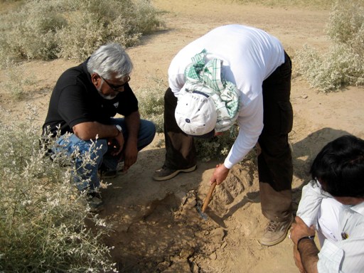 Ali Tabrez assists Anwar Alizai in collecting sand samples for OSL dating from a bed underlying modern active dunes in Punjab.